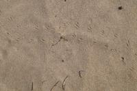 Spuren im Sand