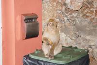 Nur echt mit 52 Zähnen