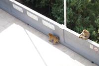 Da wird etwas ausgedibbert