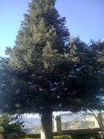 Endemische Pinsapo-Tanne