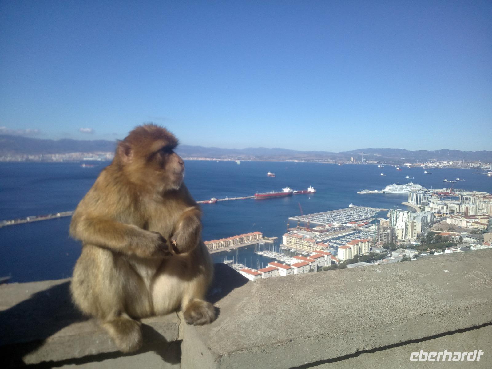 Berbermakake in Gibraltar