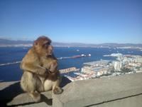 Berbermakake in Gibraltar