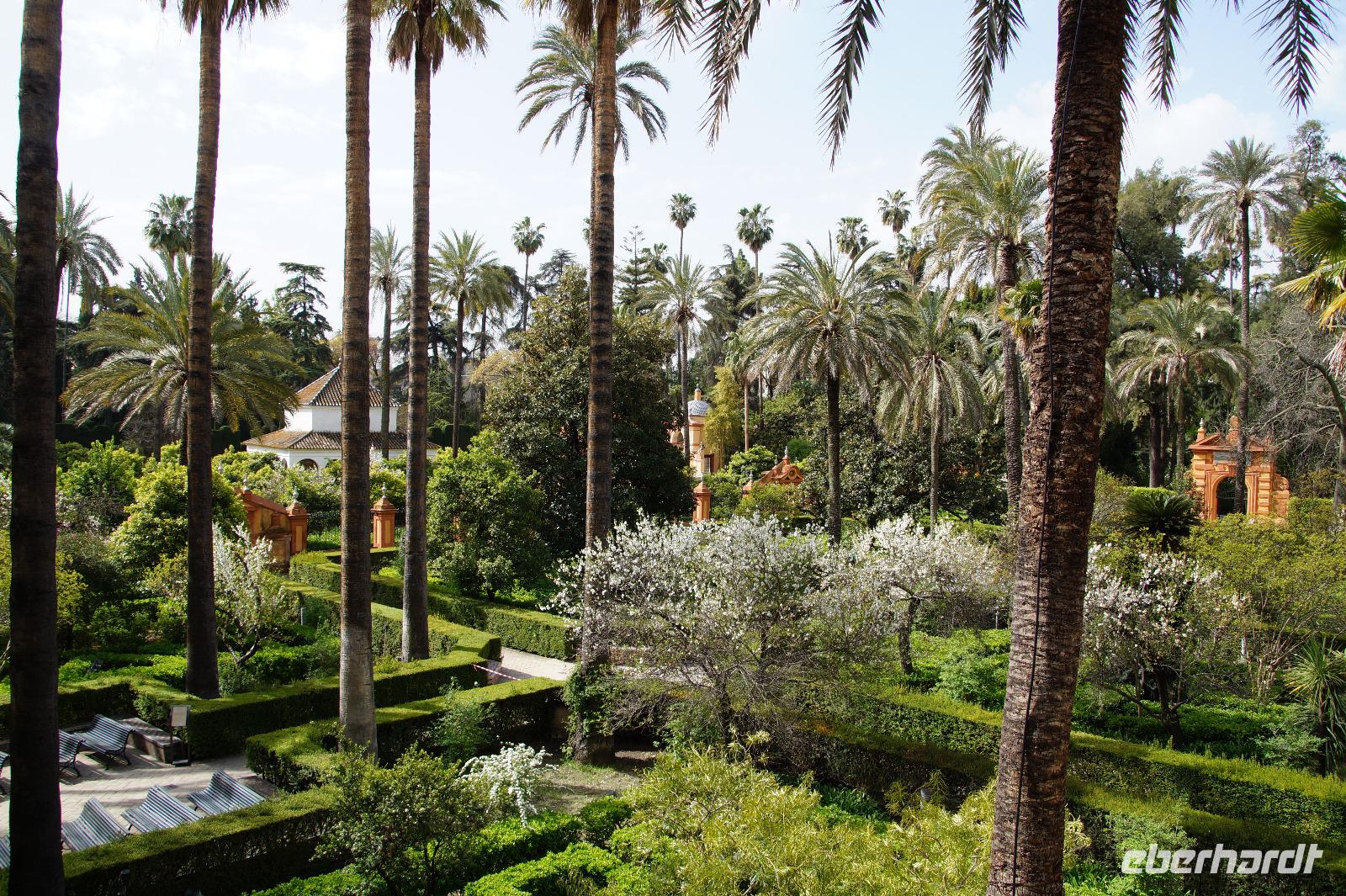 Blühende Pfirsiche in den Gärten des Alcázar Real 