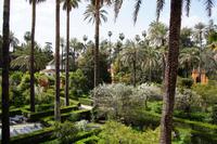 Blühende Pfirsiche in den Gärten des Alcázar Real 