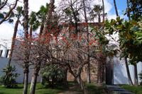 Korallenbaum in Málaga (gegenüber des römischen Theaters)