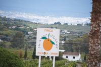 Finca Juanito Orange