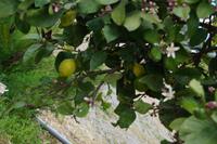 Die Mondozitrine: In jedem Mondzyklus wird eine neue 