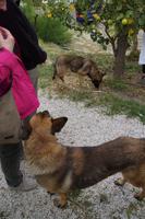 Natürlich sind die Hund neugierig