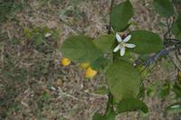 Es grient so grien, wenn Spaniens Blieten blieh'n. 