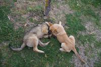 Hamrlose Kabbelei unter Junghunden