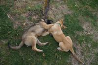 Hamrlose Kabbelei unter Junghunden