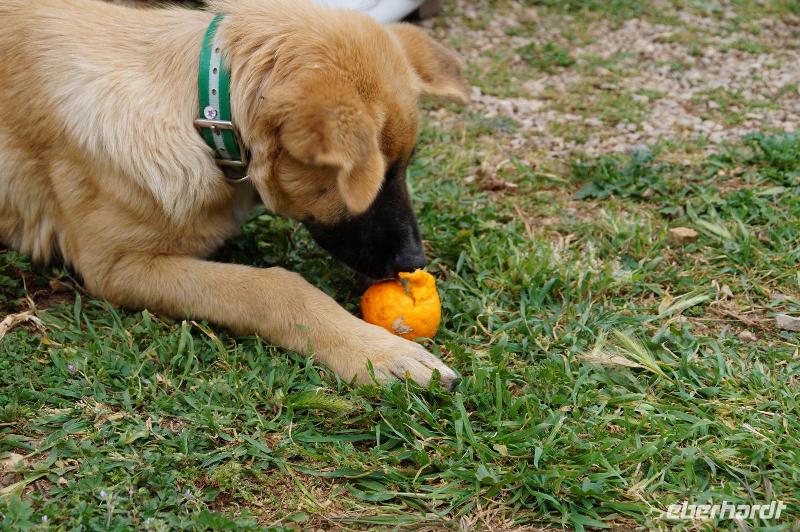 Zunächst muss die Mandarinenschale geöffnet werden