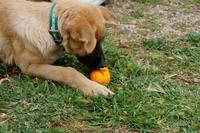 Zunächst muss die Mandarinenschale geöffnet werden