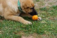 Und die Madarine schön zurecht legen