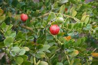 Auch diese Frucht hatte einen Namen.... 