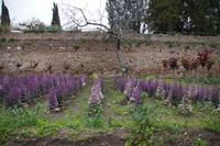 Zierkohl in der Alhambra 