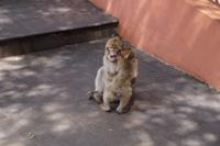 Apes oder monkeys? In Gibraltar wird von apes gesprochen, aber zoologisch handelt es sich um monkeys. Eine Unterscheidung, die das Deutsche so nicht kennt.