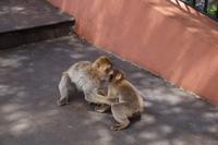 Jugendliche Kabbelei oder bereits Kampf um die Rangfolge?