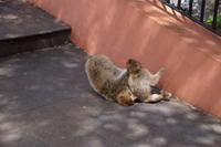 Jugendliche Kabbelei oder bereits Kampf um die Rangfolge?