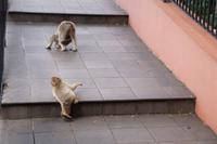 Einwohner Gibraltars