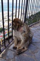 El patriarca genießt die Aussicht