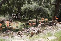 Blumen auf dem Gibralfaro