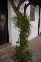 Sekundärpflanzen auf dem Stamm einer Pomeranze 