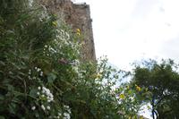 Blütenpracht, Ronda