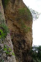 Der Feigenbaum sprengt das Konglomerat ab. Tajo de Ronda