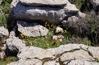 Torcal, Butterblumen