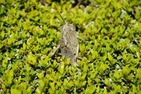 Heuschrecken mögen Myrten (Arrayanes)