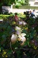 Die Rose wird von einer anderen Blume besiedelt 