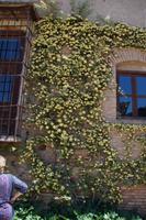 Kletterrose in der Alhambra