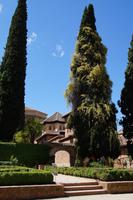 Kletterrosen besetzen eine Zypresse, dahinter ein Teil der Nasridenpaläste