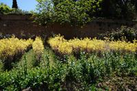 blühender Zierkohl in der Alhambra