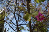 Blätter und Blüte des Liebes- oder Judasbaums