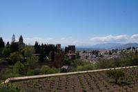 Weinstöcke in der Alhambra