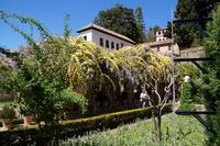 Kletterrosen und Blauregen vor den Palästen des Generalife