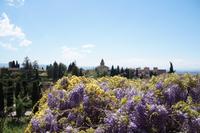 Blauregen und Kletterrose