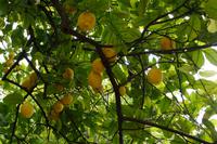 Kommst du ins Land, wo die Zitronen blü... reifen