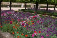 Blütenpracht, Alcázar de Córdoba