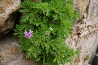 Blühende Zitronengeranie in einer Mauer des Alcázar von Córdoba