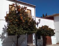 Wir werden ihnen immer wieder begegnen: den ziervollen Pomeranzen-Bäumchen