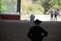 Scharren mit den Hufen