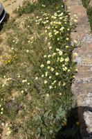 Margariten in Carmona 