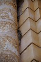 Spatzen finden immer einen Ort zum Nisten. Puerta de Córdoba, Carmona, Innenseite