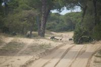 Rotte Wildschweine, Coto de Doñana