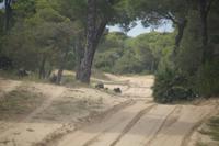 Rotte Wildschweine, Coto de Doñana