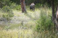 Wildschwein (span. 'jabalí' von arab. Djebel, 'Berg', also 'Bergbewohner') gibt Fersengeld 