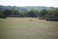 Damhirschkuh, Coto de Doñana